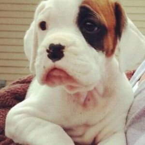 Meet your Posher, Jackson